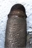 Насадка на пенис ToyFa XLoverс вибрацией, 15,5 см 10T00009590 - фото 179040 Насадка на пенис ToyFa XLoverс вибрацией, 15,5 см 10T00009590 - фото 179040